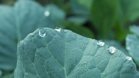 Texture background of backlight fresh green leaf close up,rain drop