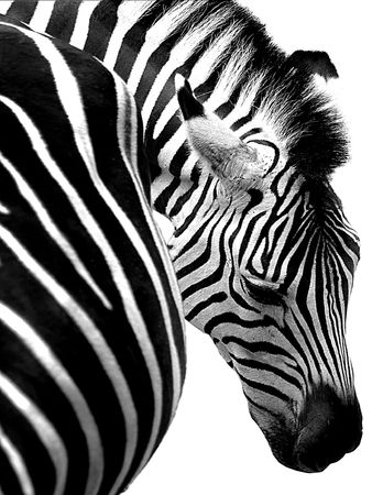 Zebraの写真素材