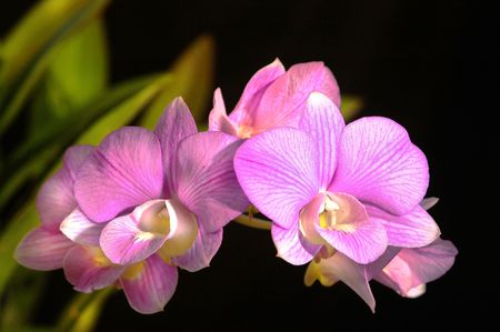 Orchid.の写真素材