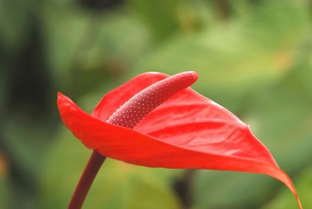 Anthurium flowers.of Thailand