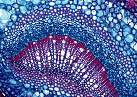 Cell Gene Microscopic Series