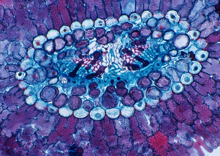 Cell Gene Microscopic Series