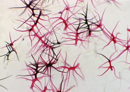 Cell Gene Microscopic Series