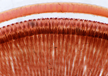 Cell Gene Microscopic Series