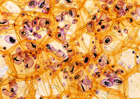Cell Gene Microscopic Series