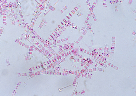 Cell Gene Microscopic Series