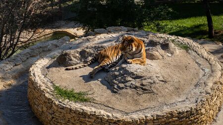 Tiger relax in Zoo. Safari park