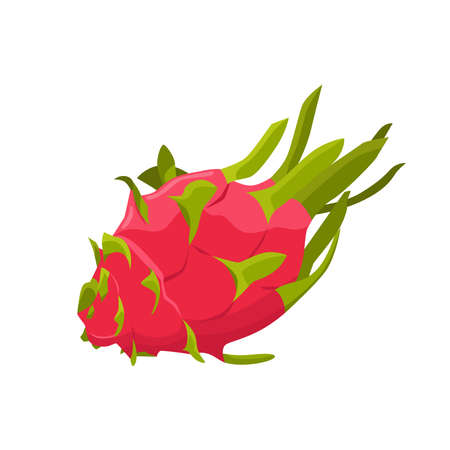 Flat vector of  Dragon fruit or Pitaya isolated on white background. Flat illustration graphic iconのイラスト素材