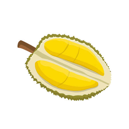 Flat vector of Durian isolated on white background. Flat illustration graphic iconのイラスト素材
