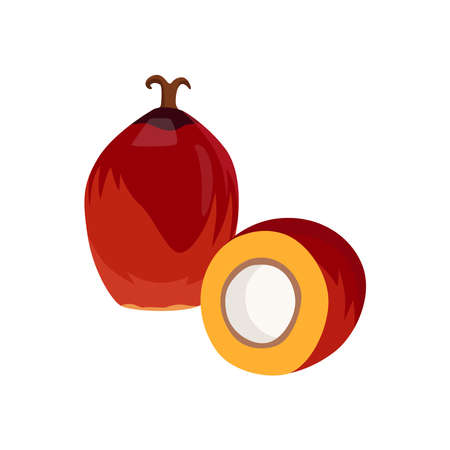 Flat vector of Palm fruit isolated on white background. Flat illustration graphic iconのイラスト素材