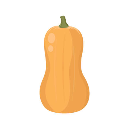 Flat vector of Butternut Squash isolated on white background. Flat illustration graphic iconのイラスト素材