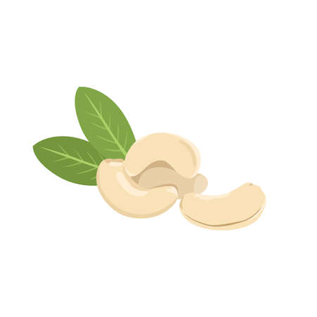 Flat vector of cashew nuts isolated on white background. Flat illustration graphic iconのイラスト素材