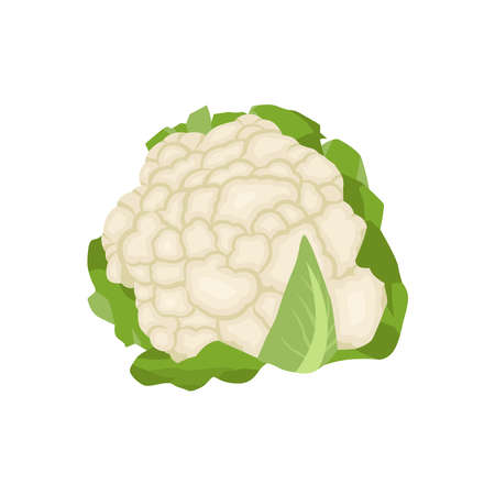 Flat vector of Cauliflower isolated on white background. Flat illustration graphic iconのイラスト素材