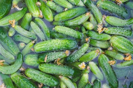 Fresh cucumbers in waterの写真素材