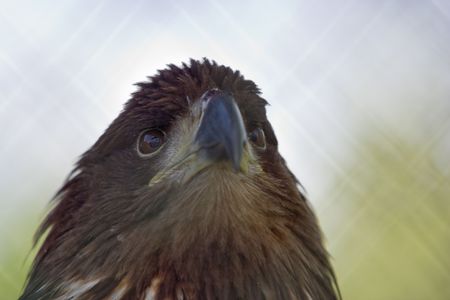 golden eagle, a close up