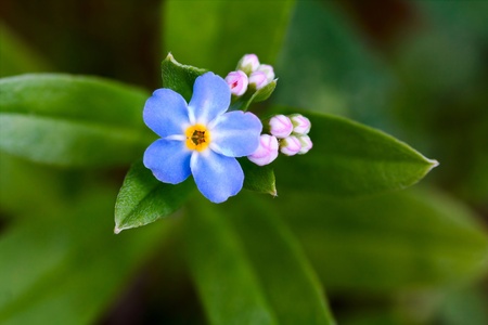 Closeup of blue flowers forget-me-not (Myosotis sylvatica) 