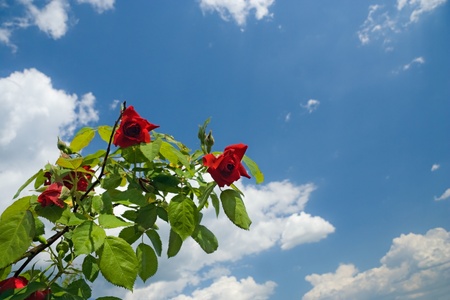 roses on a background of the clear skyの写真素材