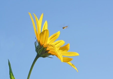 flower Jerusalem artichoke and drone-fly in flightの写真素材