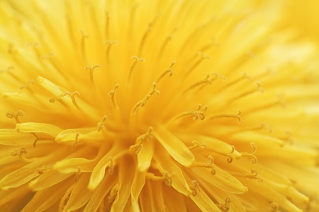 Yellow dandelion flower, close-up.の写真素材