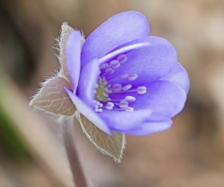closeup of the of an internal part on a blue anemone (hepatica nobilis)の写真素材