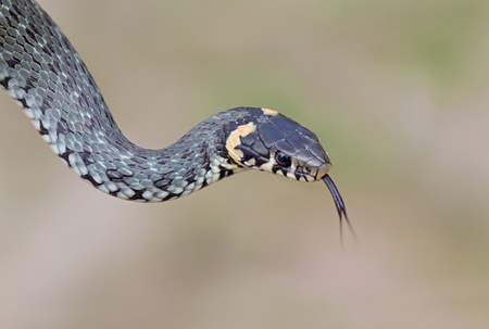 grass-snake (natrix) is a genus of colubrid snakesの写真素材