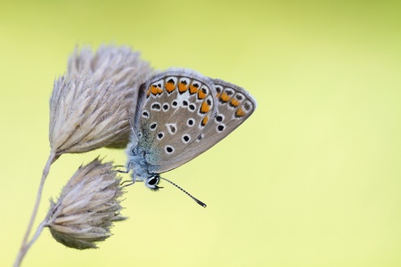 Common blue ( Polyommatus icarus ) copper-butterflyの写真素材