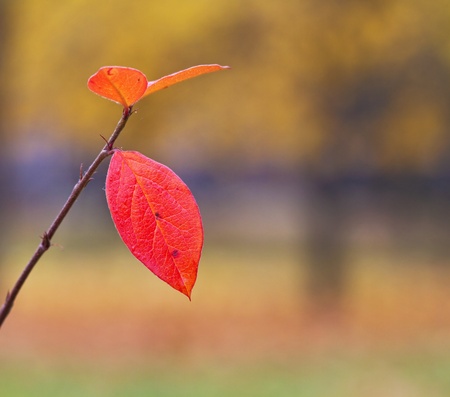branch with red leaves, shallow depth of field focus on front. 