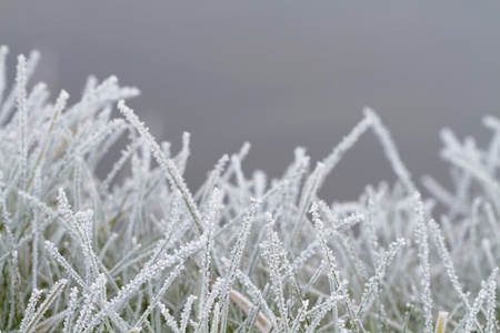Crystals of rime on the grass.の写真素材