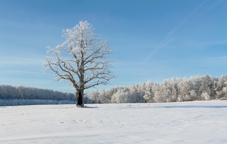 winter oak in hoarfrost, on a background of the blue sky.の写真素材