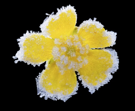 Crystals of hoar frost on covered buttercup flower .Isolated on black.の写真素材