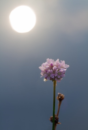 clover flower on the background of the sky and the sunの写真素材