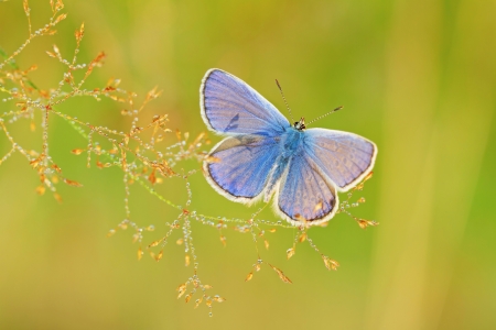 Common Blue butterfly (Latin Lycaenidae) sitting on a straw.の写真素材