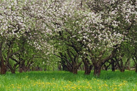 blooming apple treesの写真素材