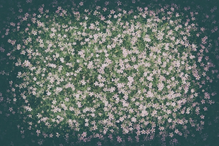 Flower backround