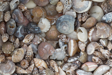 shells texture