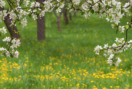clothes hanger on a branch of blooming apple treesの写真素材