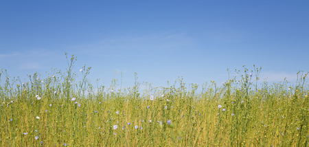 Blue flax field and blue skyの写真素材