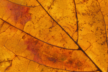 orange yellow maple leaf texture pattern, autumn fall copy spaceの写真素材