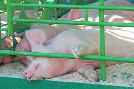 home pigs sleeping in the corralの写真素材