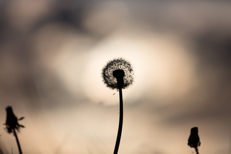 dandelion backlit sunsetの写真素材
