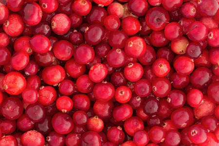 Red ripe cranberries background. Cowberry foxberry berries
