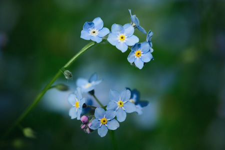 Closeup of blue flowers  forget-me-not (Myosotis sylvatica)の写真素材
