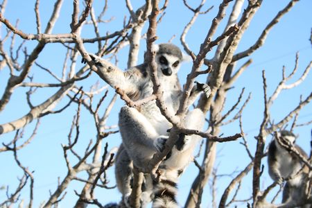 Lemur monkey on the tree in zooの写真素材