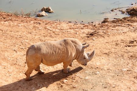 Body shot of a Rhinocerosの写真素材