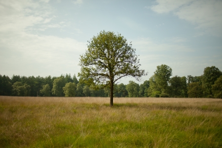 Single tree in a field backgroundの写真素材