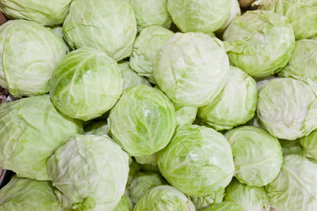Cabbage backgroundの写真素材
