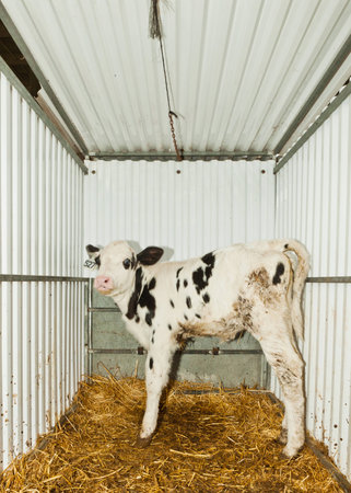 Single Holstein Calf in a hutch の写真素材