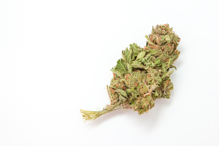 Marijuana budの写真素材