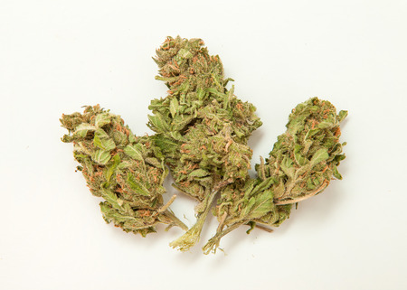 Marijuana budの写真素材