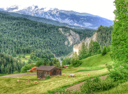 Swiss meadow by the alpsのeditorial素材